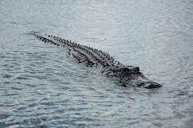 Alligator looking for food in the water;