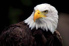 American Bald Eagle;
