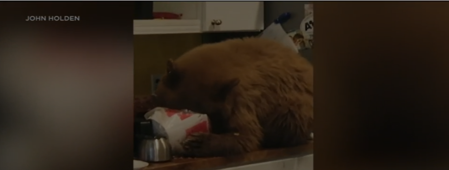 Bear eating a bucket of KFC chicken;