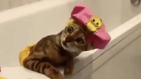 Cat in a bathtub;