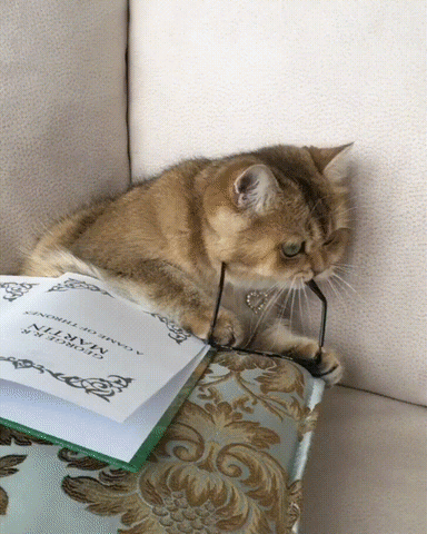 A cat putting on eye glasses and reading;