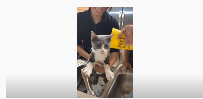 YouTube screenshot of cat turning off the water;