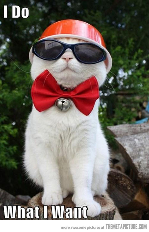 Cat Wearing A Bow Tie;
