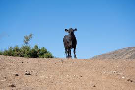 Cow standing on top of a hill;