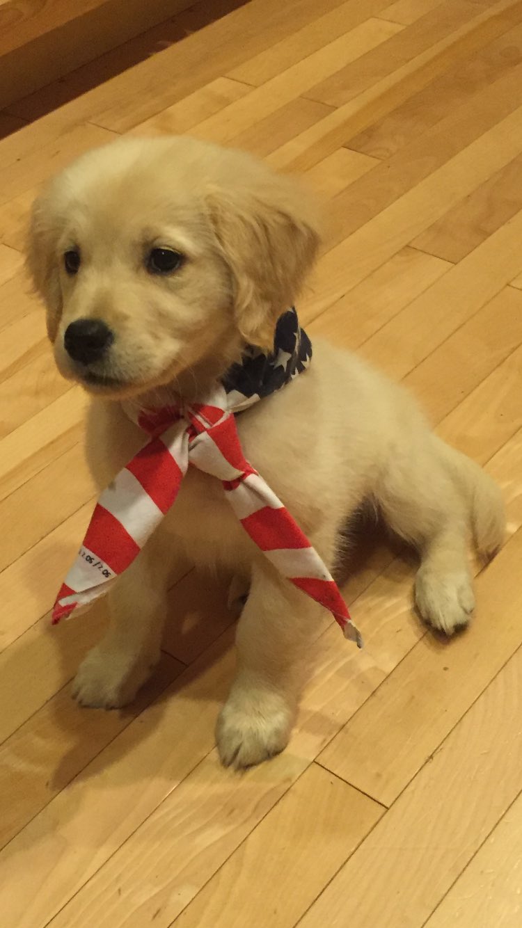 Cute puppy on the Fourth of July;