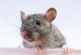 A cute rat posing for a picture;