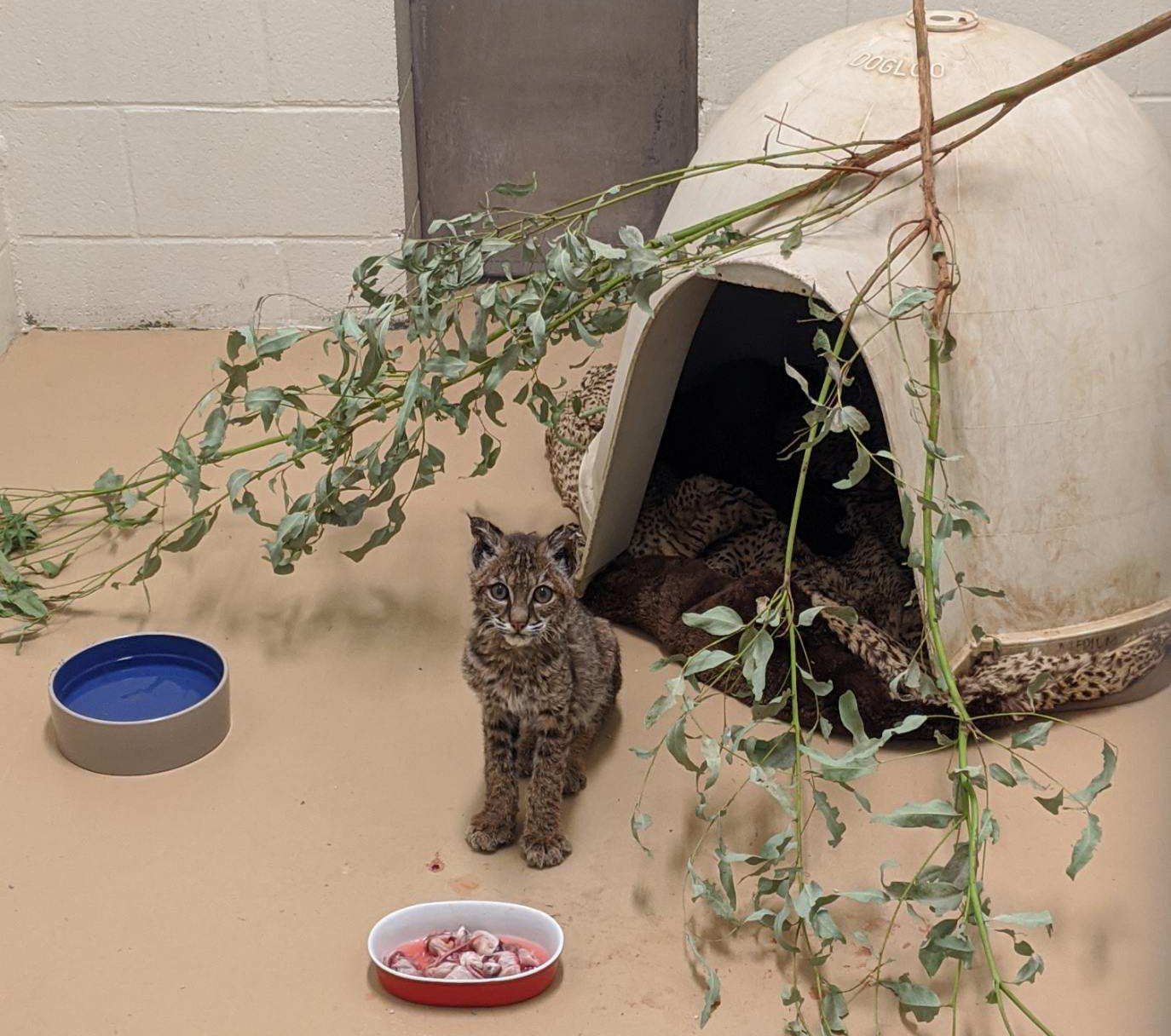 A 6-8 month old emale bobcat at the San Diego Humane Society’s Ramona Wildlife Center;