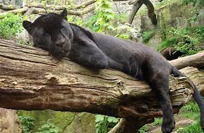 Jaguar is resting peacefully in a tree;