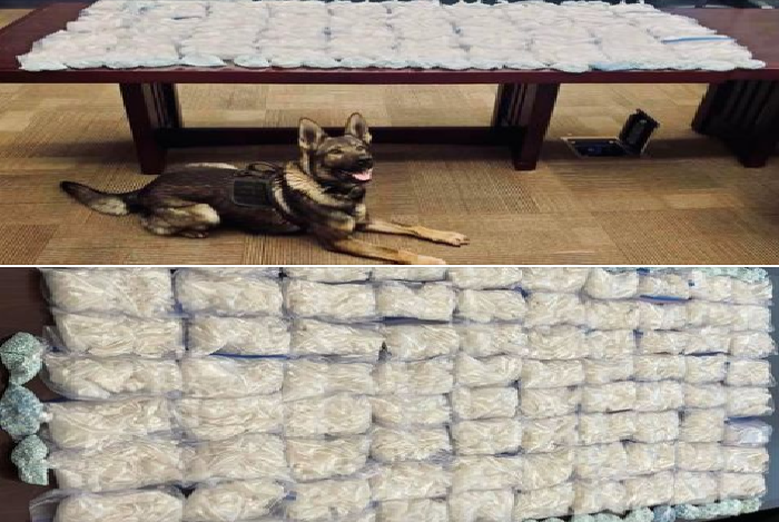 K9 dog Apis sniffs out a total of 92 pounds of drugs;