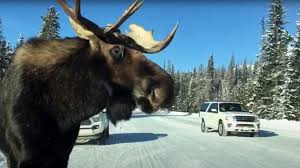 Moose sees automobiles on snow covered road;