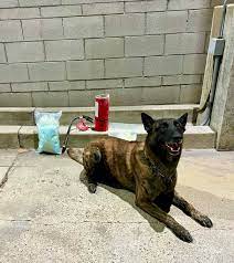 Alhambra Police Dog Otis;